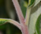 Metrosideros excelsa