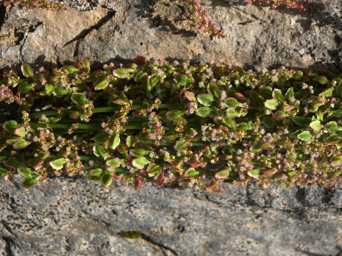 Изображение особи Rumex arifolius.