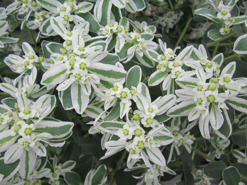 Image of Euphorbia marginata specimen.