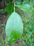 genus Salix
