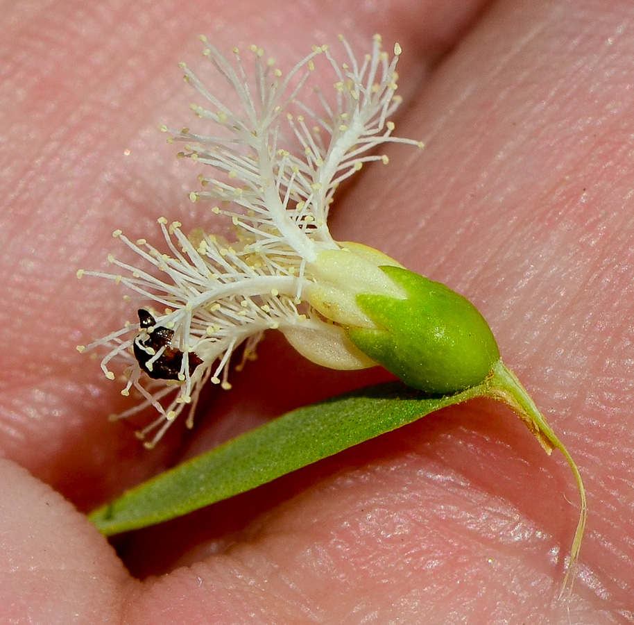 Изображение особи Melaleuca linariifolia.