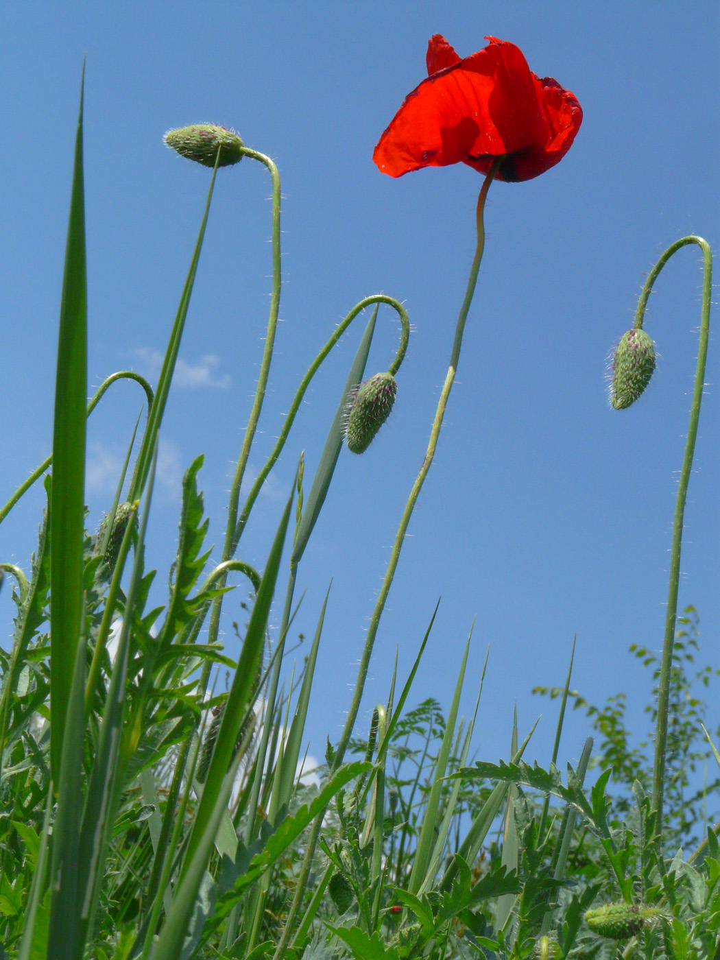 Изображение особи Papaver rhoeas.