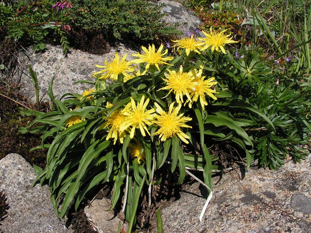 Image of Scorzonera radiata specimen.
