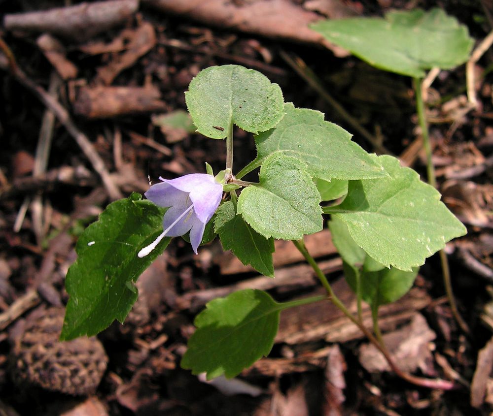 Image of Adenophora pereskiifolia specimen.