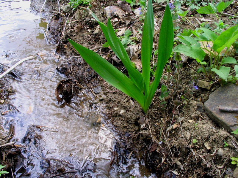 Image of Colchicum autumnale specimen.