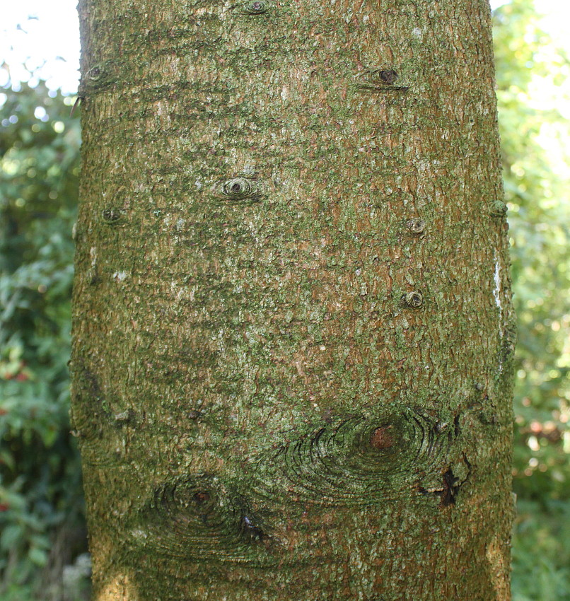 Image of Abies chensiensis specimen.