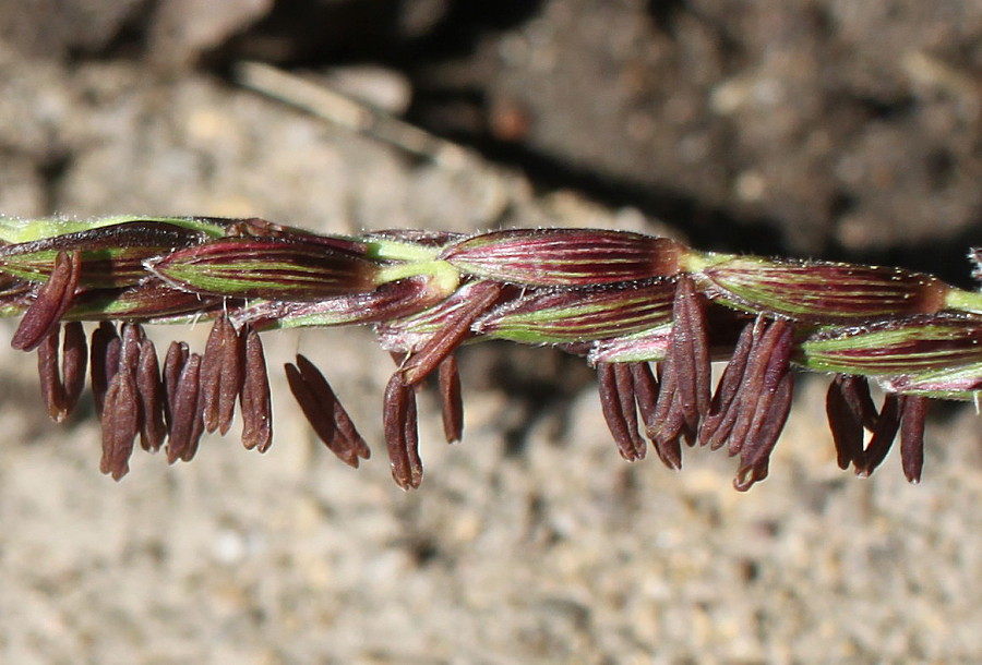 Image of Zea mays specimen.