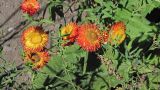 Xerochrysum bracteatum