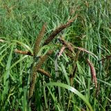 genus Carex. Верхушки плодоносящих растений. Свердловская обл., окр. г. Североуральск, берег заводи. 07.07.2013.