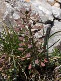 Noccaea macrantha. Соплодие. Крым, Ялтинский горно-лесной природный запов., Ай-Петри. 23.05.2013.