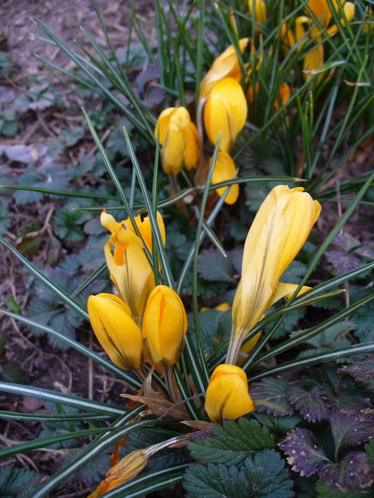 Image of Crocus &times; luteus specimen.