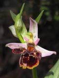 Ophrys oestrifera