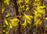 Forsythia × intermedia