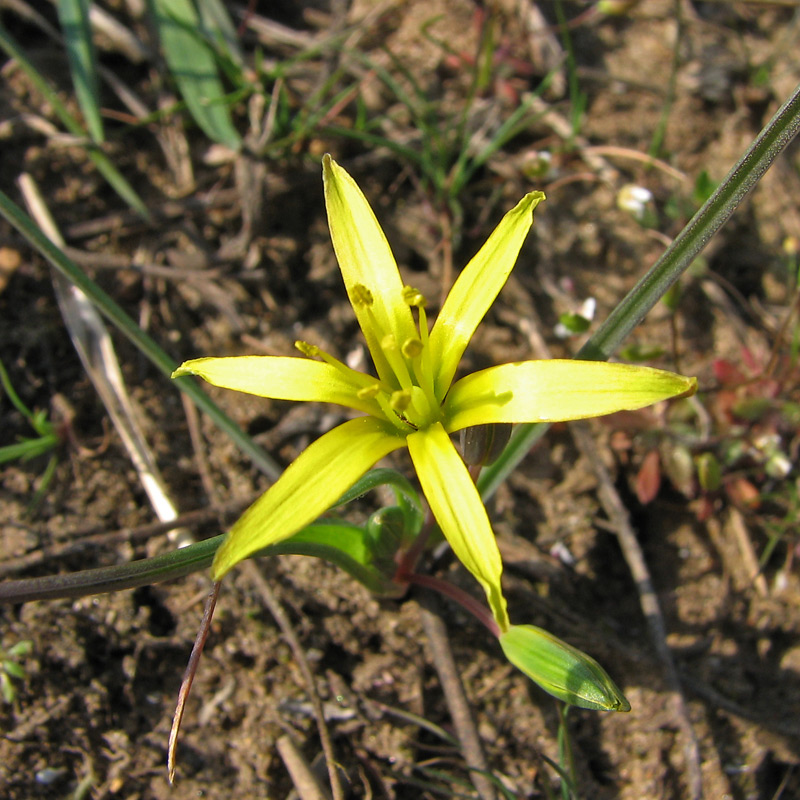 Image of genus Gagea specimen.