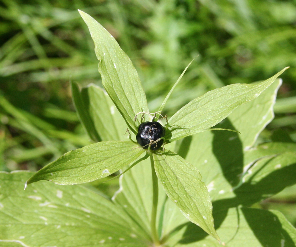 Image of Paris quadrifolia specimen.