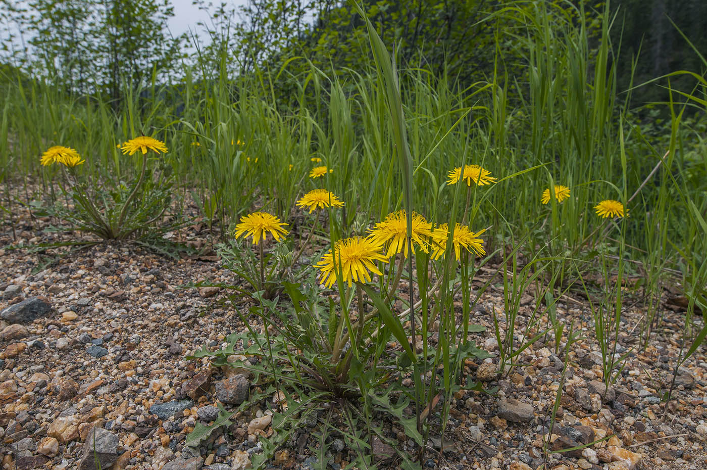 Изображение особи род Taraxacum.