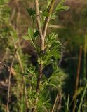 Chamaecytisus colchicus. Средняя часть побега. Украина, г. Запорожье, пос. Солнечный, балка. 25.04.2014.