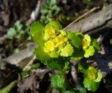 Chrysosplenium alternifolium. Веохушка цветущего растения. Ярославская обл., усадьба Карабиха. 20 апреля 2014 г.