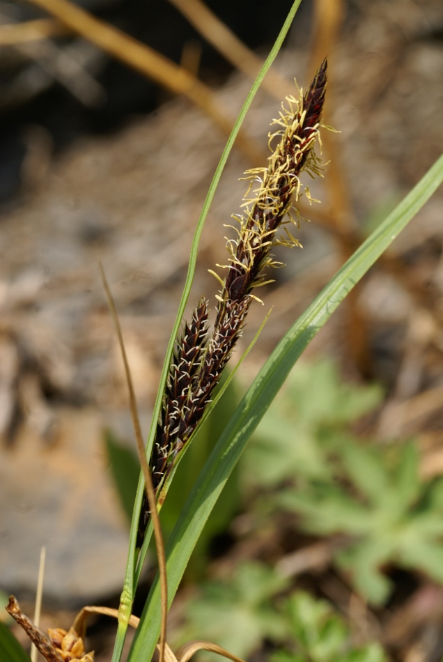 Изображение особи Carex gmelinii.