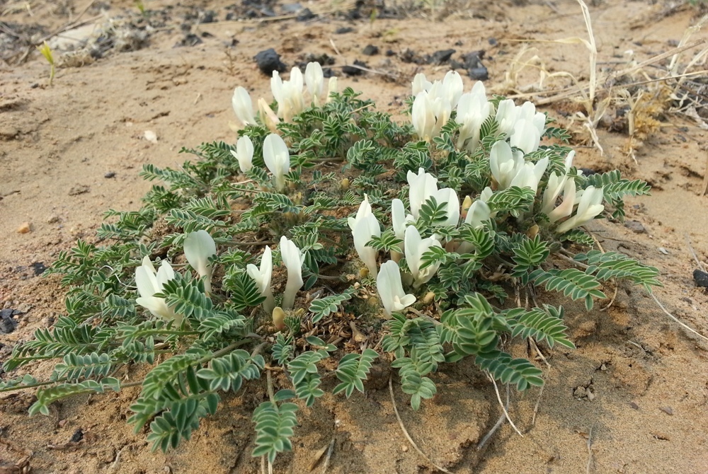 Изображение особи Astragalus galactites.