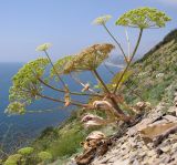 Heracleum stevenii. Плодоносящее растение. Краснодарский край, м/о Анапа, окр. пос. Бол. Утриш, обрывисто-осыпной береговой склон. 24.05.2014.