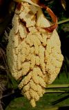 Trachycarpus fortunei. Нераспустившееся соцветие. Германия, г. Дюссельдорф, Ботанический сад университета. 04.05.2014.