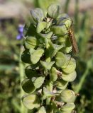 genus Muscari. Верхушка соплодия с сидящей долгоножкой (Nephrotoma). Германия, г. Дюссельдорф, Ботанический сад университета. 04.05.2014.