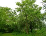 Catalpa bignonioides. Цветущее дерево. Чувашия, г. Шумерля. 14.06.2014.