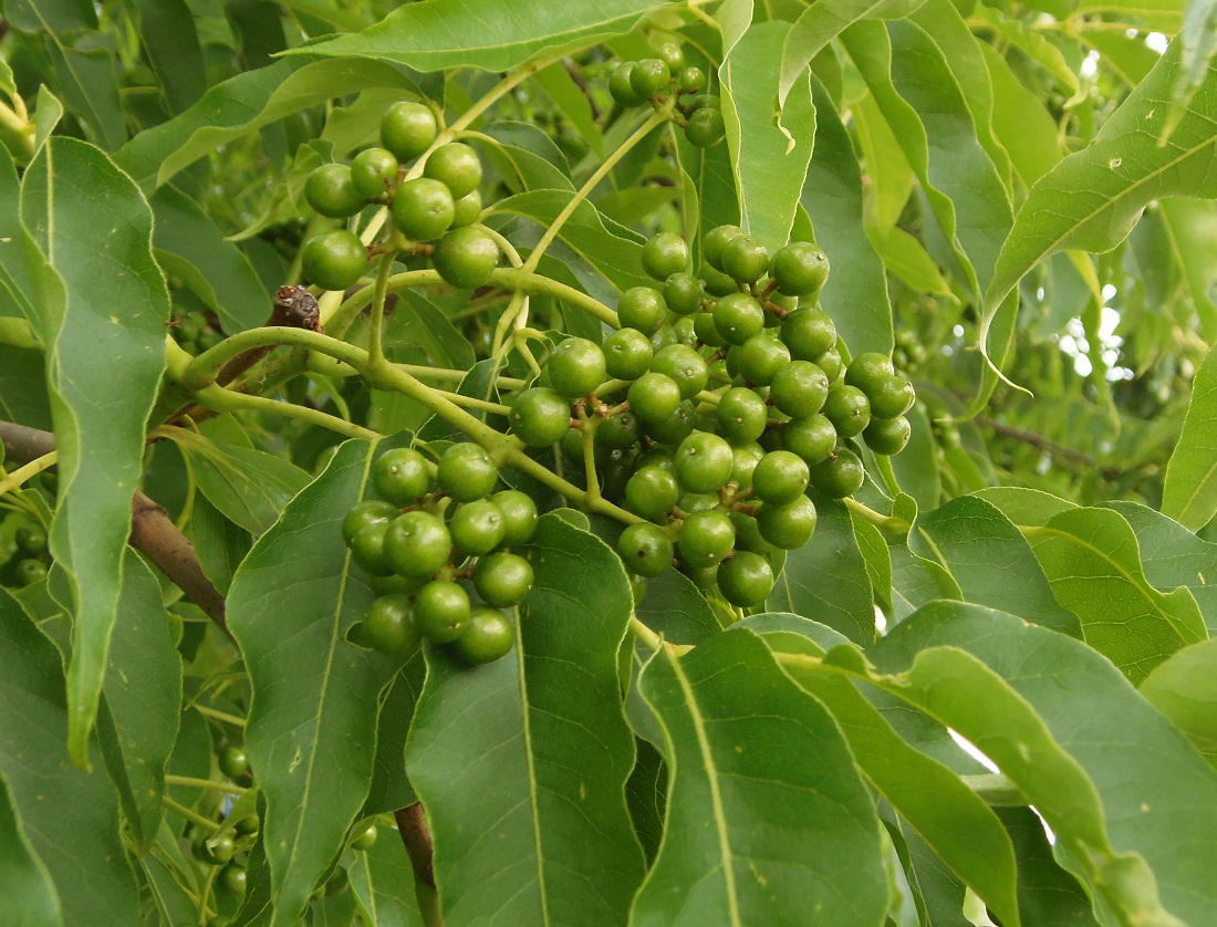 Изображение особи Phellodendron amurense.