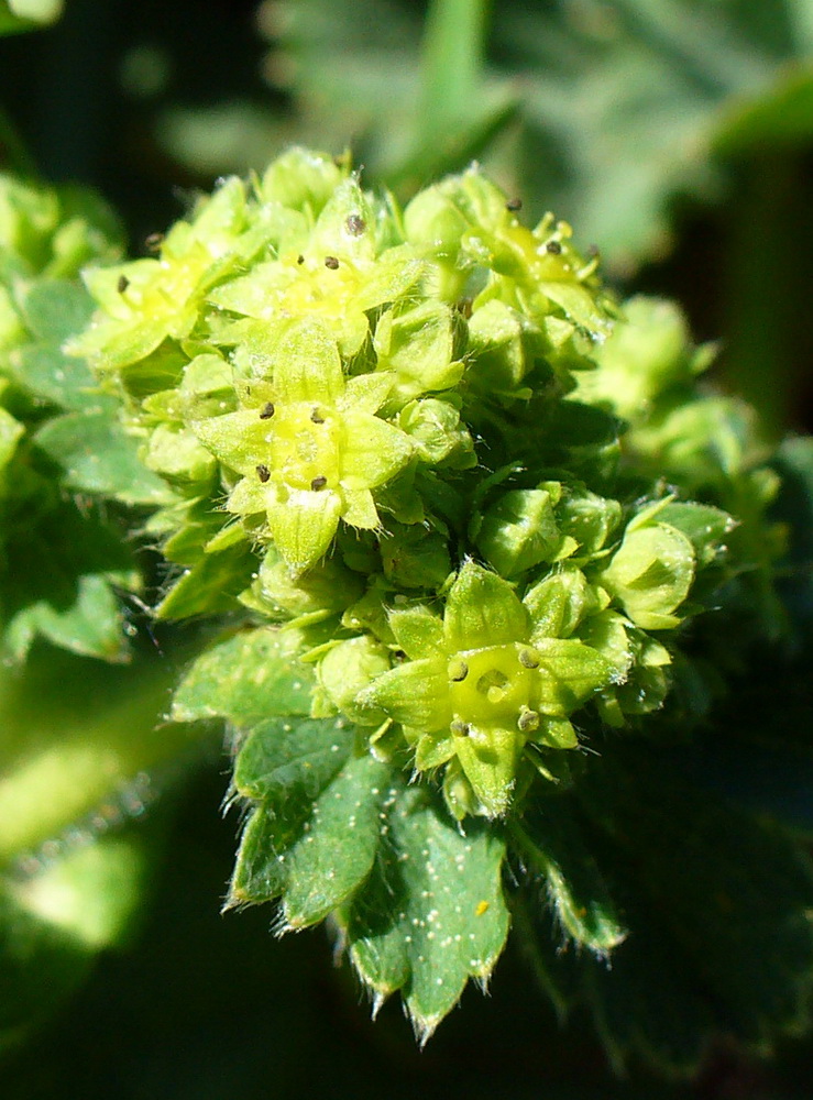 Image of genus Alchemilla specimen.