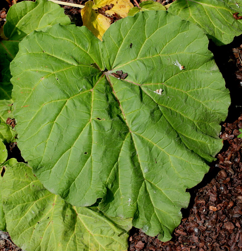 Image of Rheum rhaponticum specimen.
