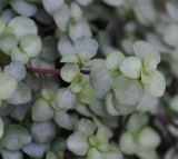 Pilea glaucophylla