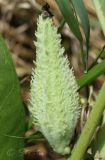 Asclepias syriaca