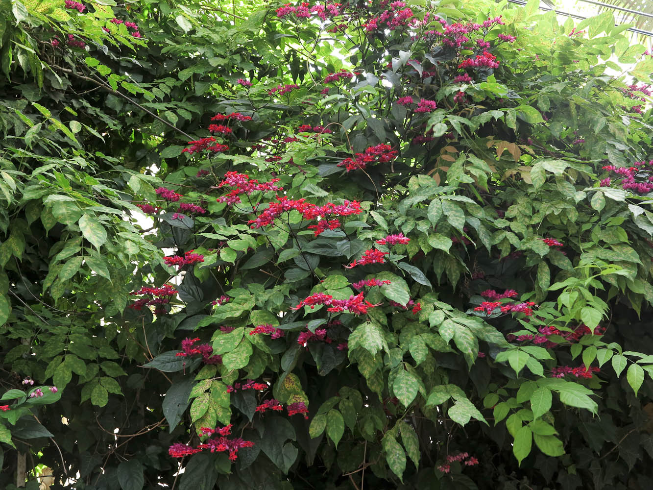Image of Clerodendrum splendens specimen.