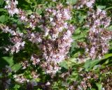 Origanum vulgare