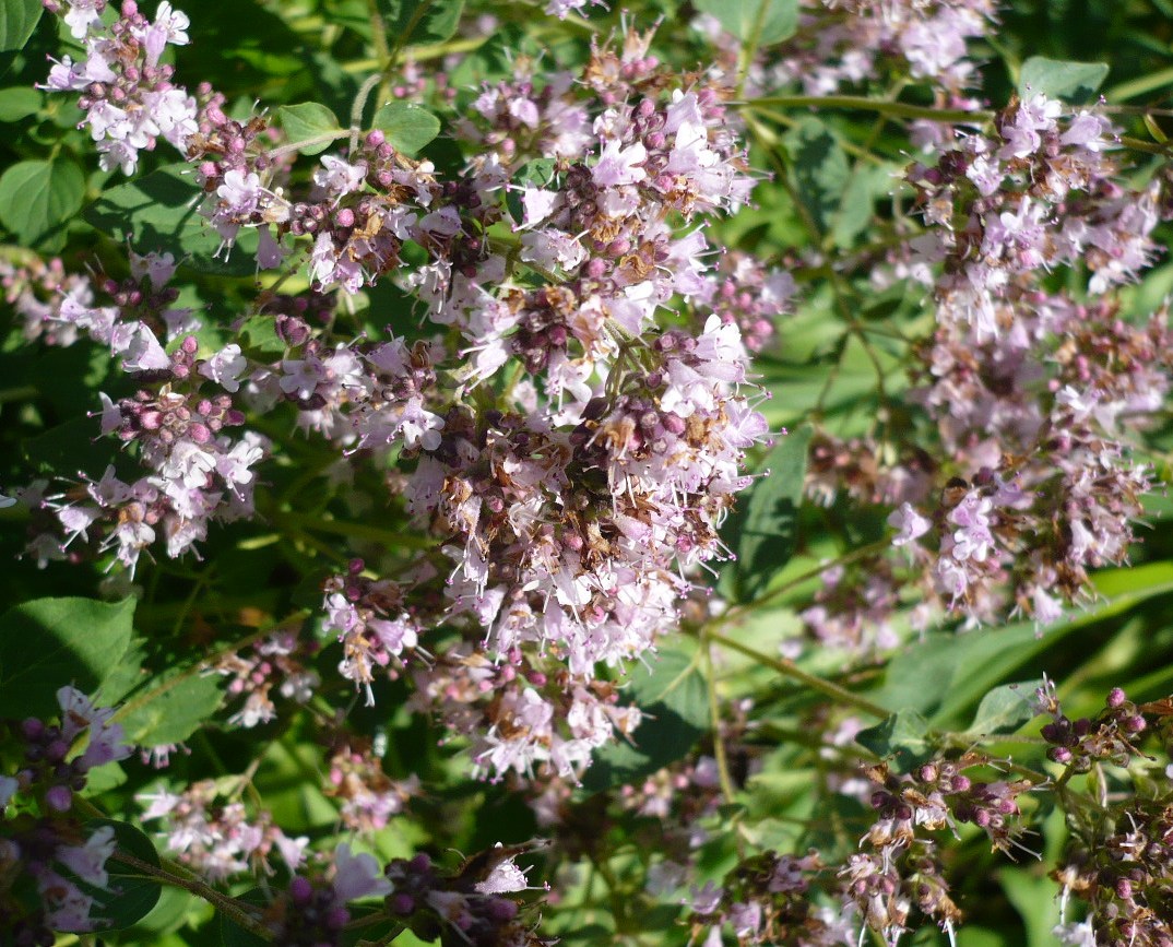 Image of Origanum vulgare specimen.