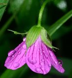 Geranium palustre