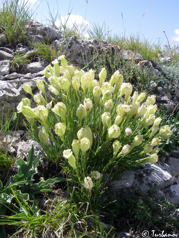 Image of Silene jailensis specimen.