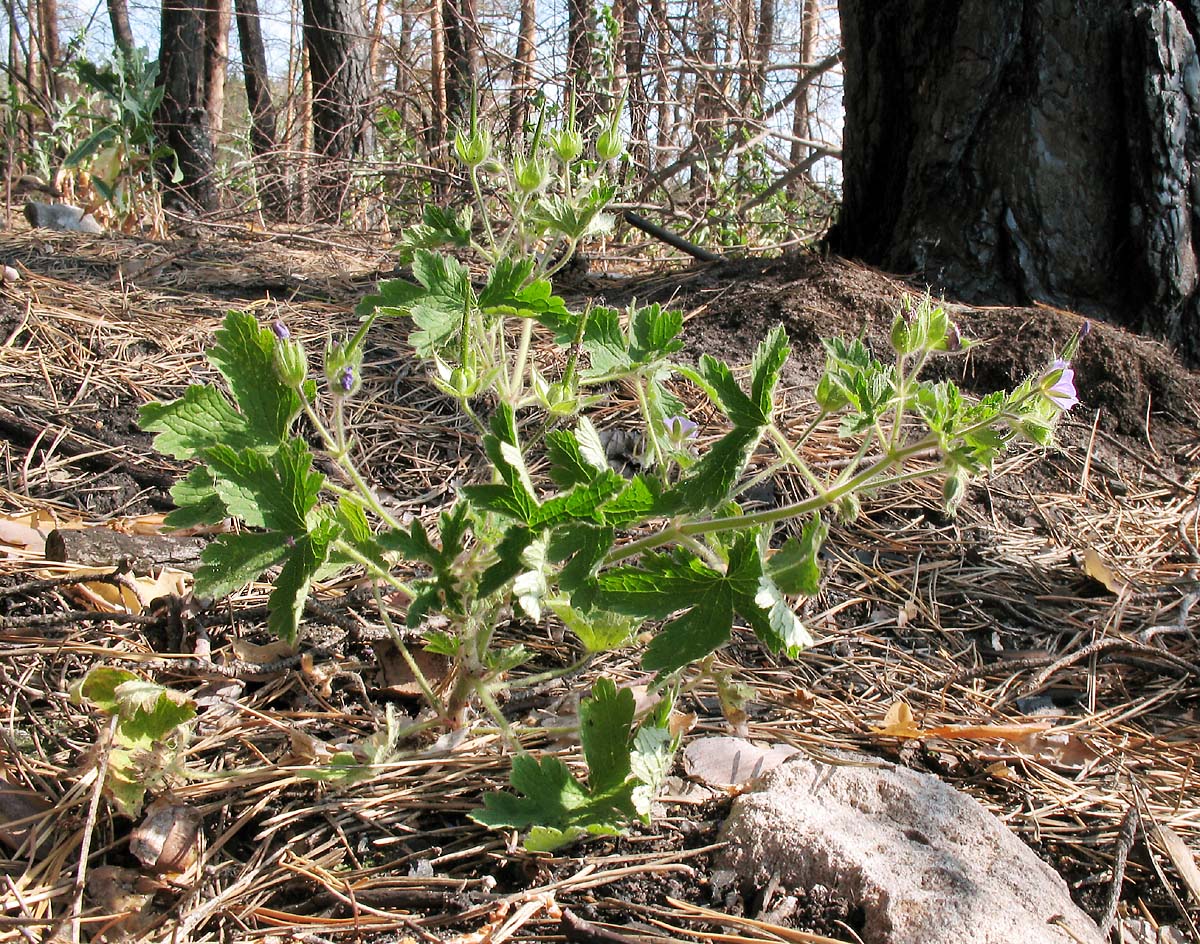 Image of Geranium bohemicum specimen.