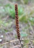 genus Veronica. Соплодие. Украина, Кировоградская обл., Устиновский р-н, ландшафтный заказник \"Урочище Монастырище\", петрофитная степь с выходами гранита. 05.10.2013.