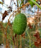 Echinocystis lobata