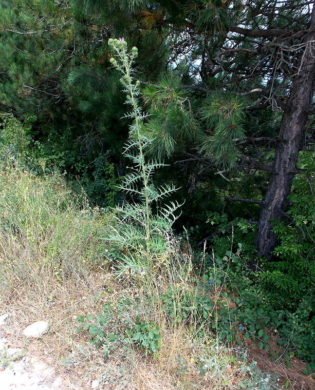 Image of Cirsium serrulatum specimen.