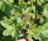 Malva variety neuroloma