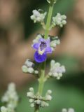 Vitex negundo