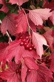 Viburnum opulus