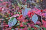 род Cotoneaster