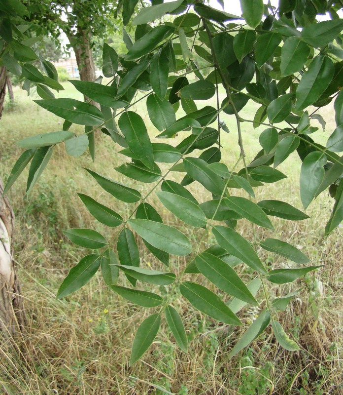 Image of Styphnolobium japonicum specimen.