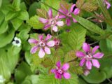 Rubus arcticus