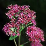 Hylotelephium triphyllum
