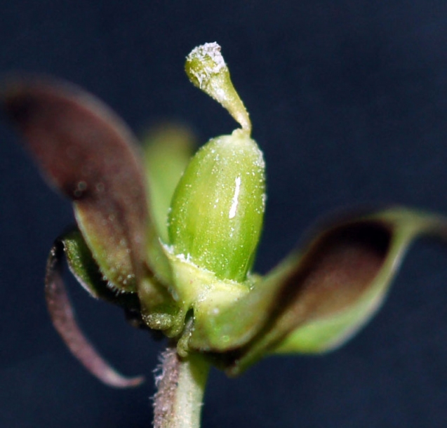 Image of Viola xanthopetala specimen.